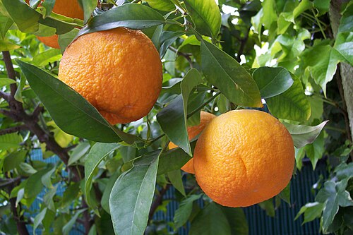 Bitter orange: Keserű narancs (Bergamott) citrus amurantium