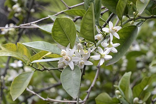 Bitter orange: Flowers of bitter orange (Citrus aurantium). Kozan, Adana - Turkey.