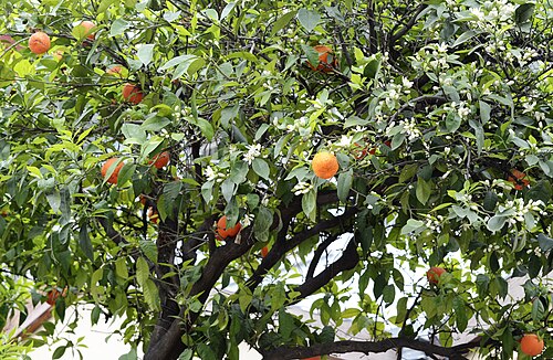 Bitter orange: Flowering bitter orange (Citrus aurantium) tree. Kozan, Adana - Turkey.