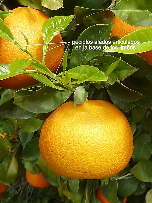 Bitter orange: Citrus x aurantium (naranjo) - Peciolos alados y articulados en las bases del los limbos foliares - José Cucú, Albatera , Provincia de Alicante (España).