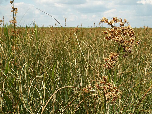 Swamp sawgrass: Cladium mariscus