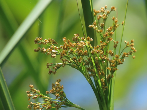 Swamp sawgrass (Cladium mariscus)