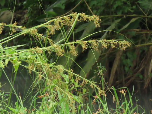 Swamp sawgrass (Cladium mariscus)
