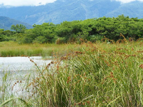 Swamp sawgrass (Cladium mariscus)
