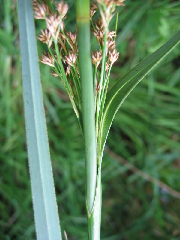 Swamp sawgrass: Binsenschneide ( Cladium mariscus ), Müritz-Gebiet