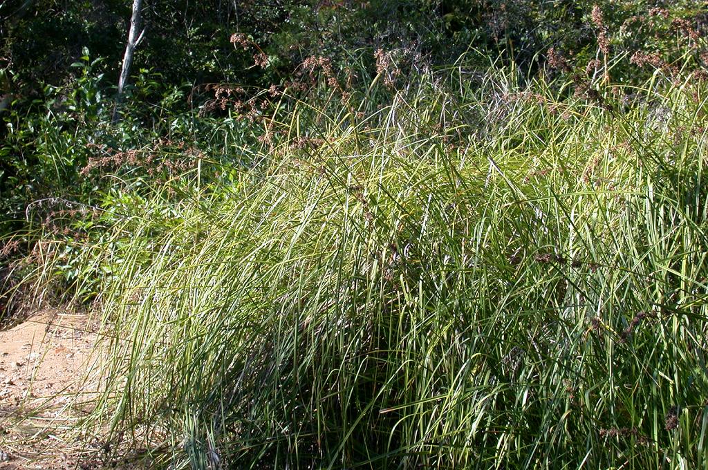 Swamp sawgrass: Cladium chinense (Cyperaceae) Japanese name:Hinokisida Date;2003,10,5;Tanabe city, Wakayama prefecture, Japan Author;Keisotyo