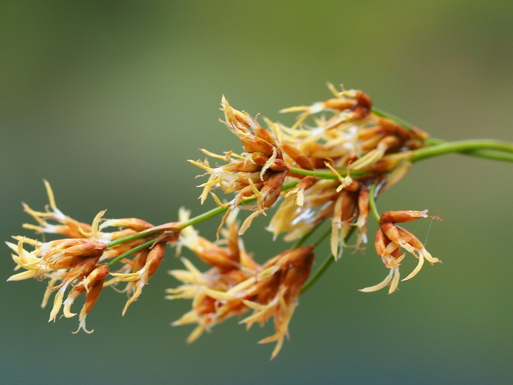 Swamp sawgrass (Cladium mariscus)