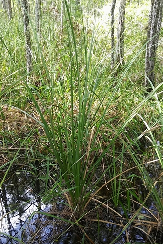 Swamp sawgrass (Cladium mariscus)