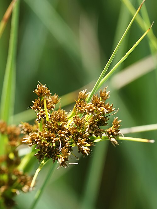 Swamp sawgrass: Great Fen-sedge near Torfbroek, Belgium