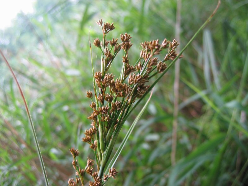 Swamp sawgrass: Binsenschneide Cladium mariscus , Müritz-Gebiet