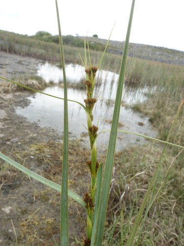 Swamp sawgrass (Cladium mariscus)