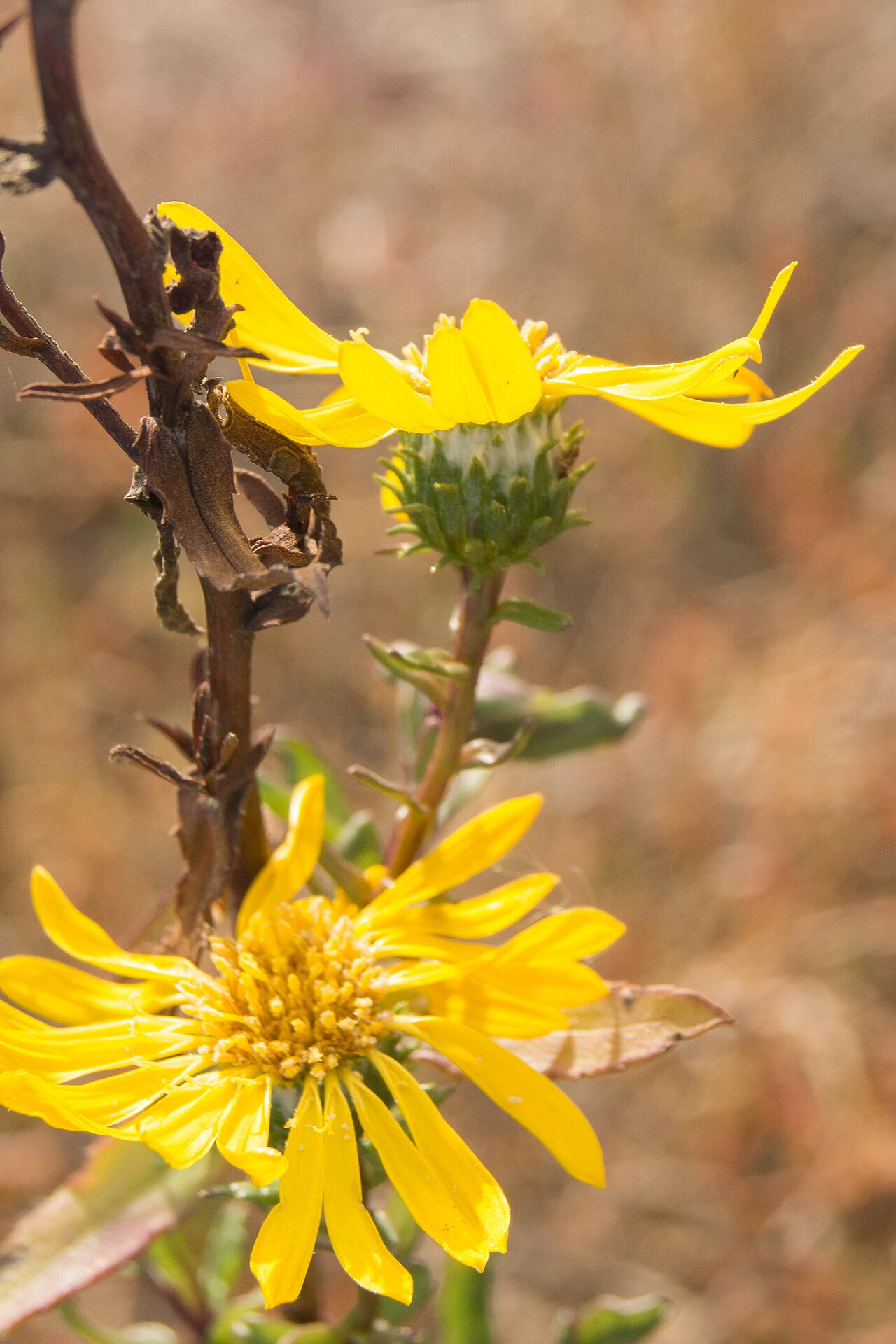 Clara stricta: Grindelia stricta var. angustifolia