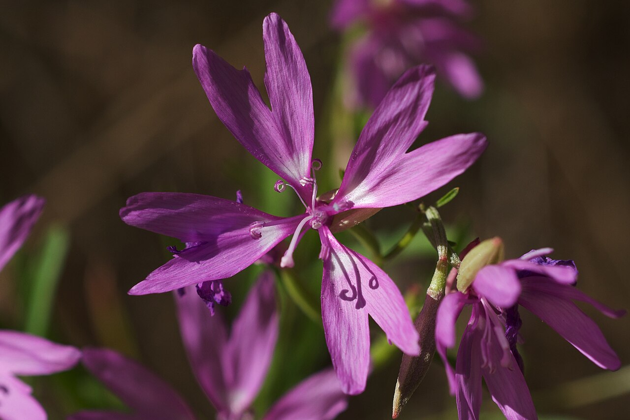 Twolobe clarkia: Species from California Common name: Twolobe Clarkia On CA120 in Big Oak Flat, Tuolumne County, California