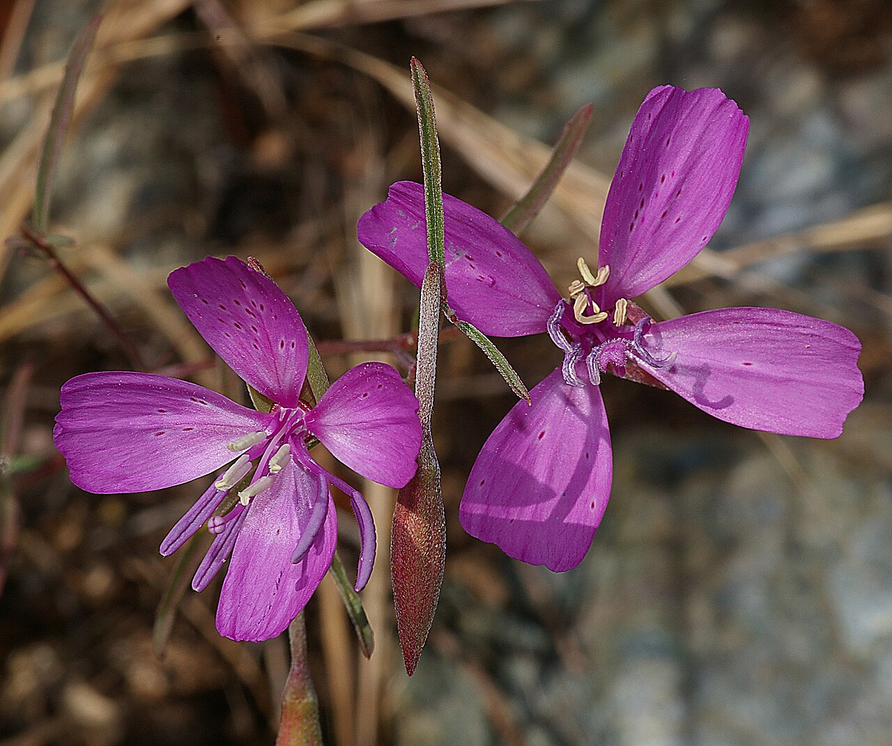Botta's clarkia: Need help on ID???