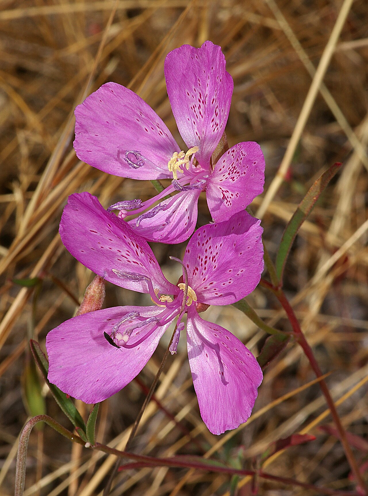 Botta's clarkia: CALIFORNIA - FLOWERS of San Luis Obispo Co
