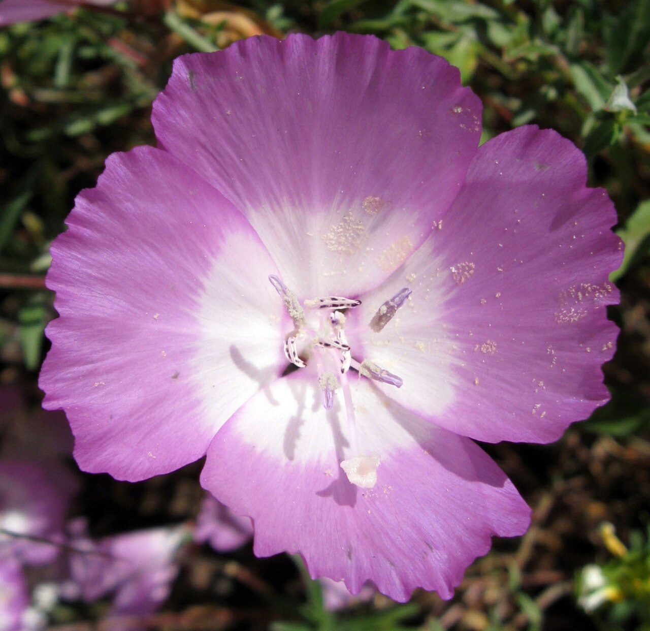 Botta's clarkia: Flower of Clarkia bottae .