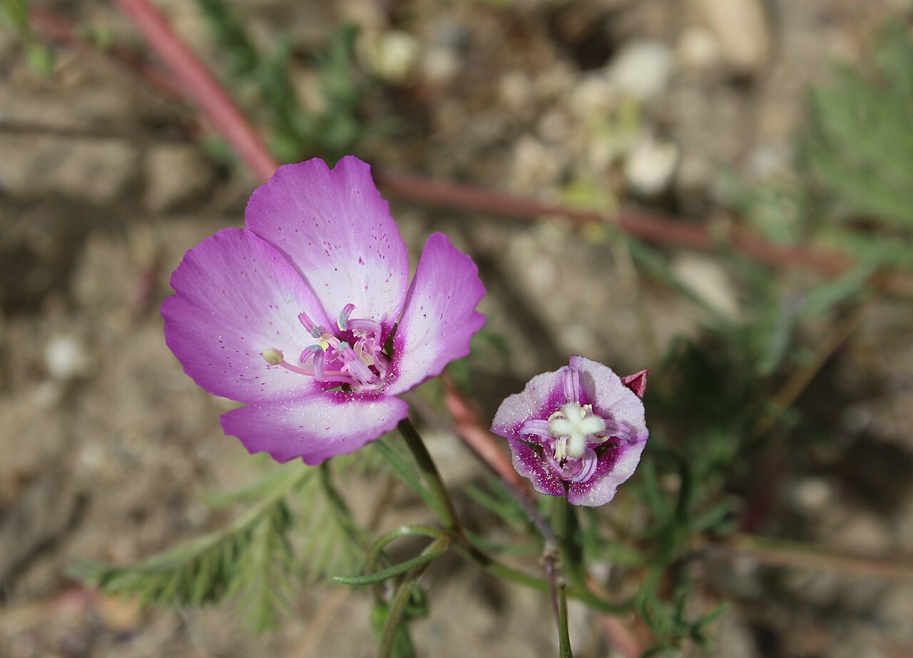 Botta's clarkia: Clarkia bottae