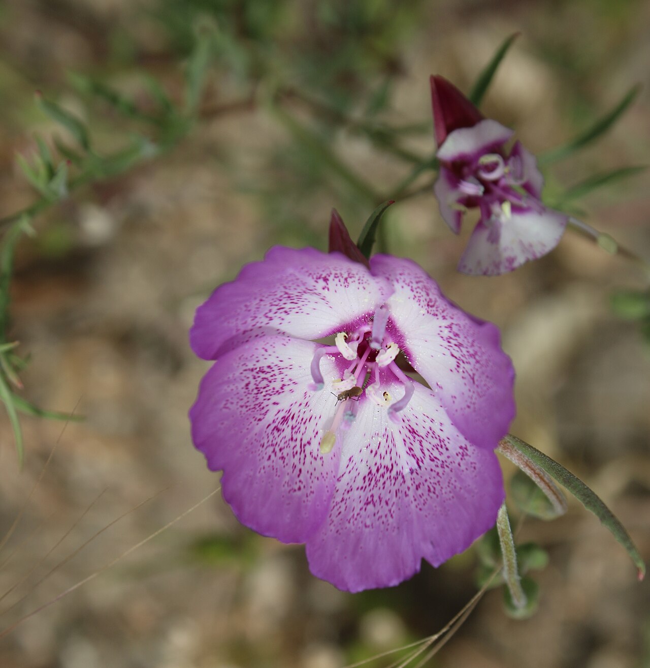 Botta's clarkia: Clarkia bottae