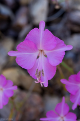 Fairy fans (Clarkia breweri)