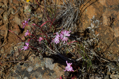 Fairy fans (Clarkia breweri)