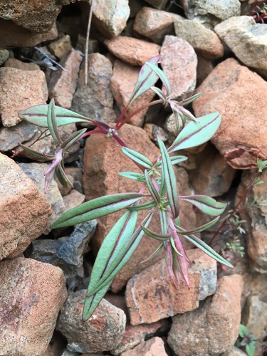 Fairy fans (Clarkia breweri)