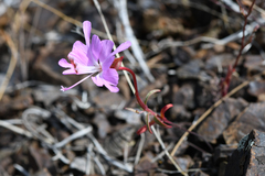 Fairy fans (Clarkia breweri)