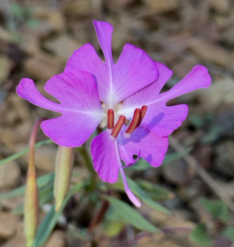 Fairy fans (Clarkia breweri)
