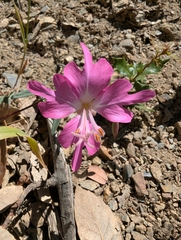 Fairy fans (Clarkia breweri)
