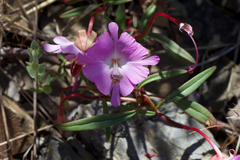 Fairy fans (Clarkia breweri)