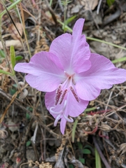 Fairy fans (Clarkia breweri)