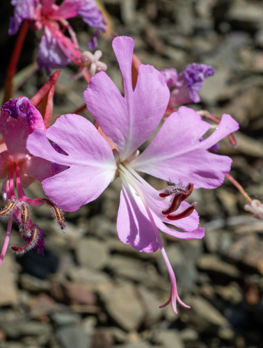 Fairy fans (Clarkia breweri)