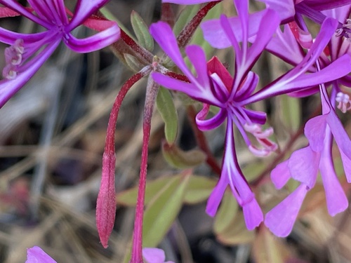Red ribbons (Clarkia concinna)