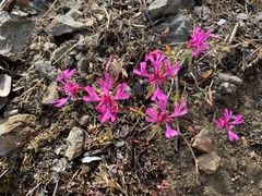 Red ribbons (Clarkia concinna)