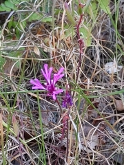 Red ribbons (Clarkia concinna)