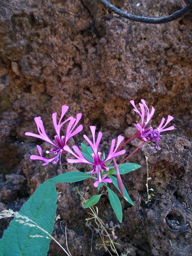 Red ribbons (Clarkia concinna)