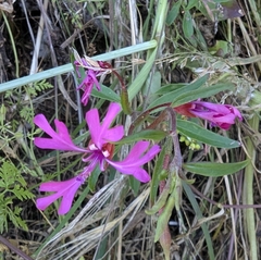 Red ribbons (Clarkia concinna)