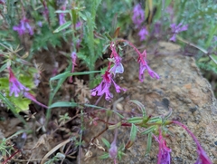 Red ribbons (Clarkia concinna)