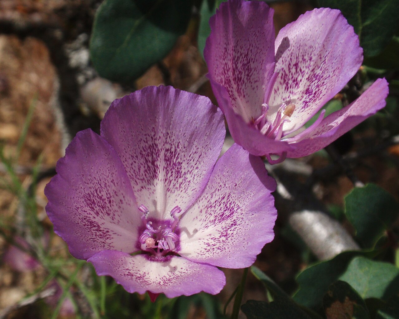 Speckled clarkia: OLYMPUS DIGITAL CAMERA