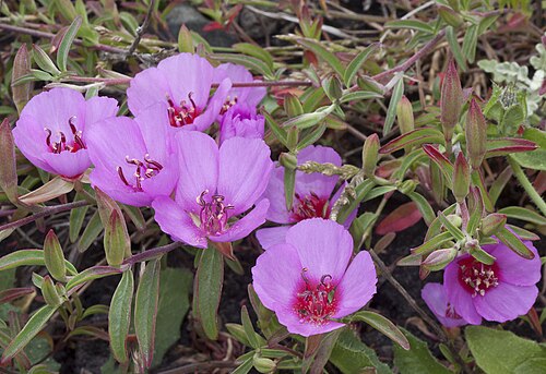 Ruby chalice clarkia: Clarkia rubicunda — near Arroyo de la Cruz, northern San Luis Obispo County, California. This is the very southern end of the range of this plant.