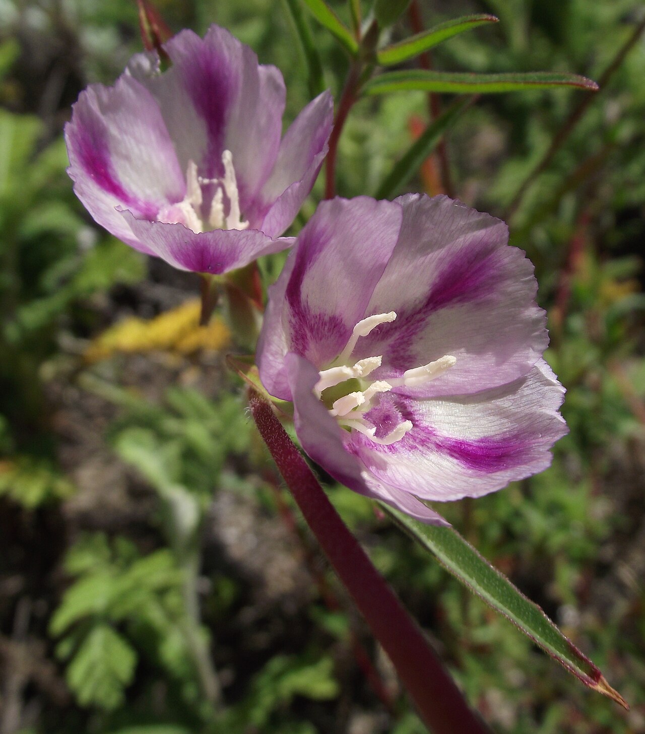 Ruby chalice clarkia: Clarkia rubicunda ssp. blasdalei . Endemic to central California . At the University of California Botanical Garden, Berkeley , Berkeley Hills, California. Iden