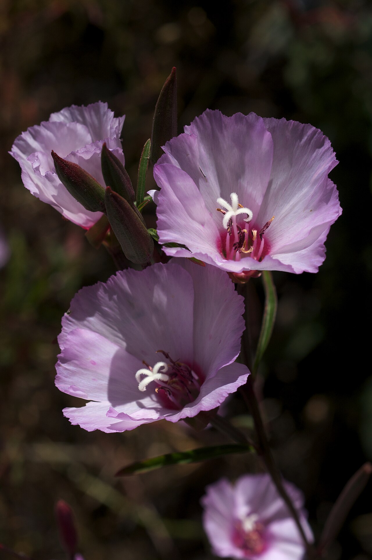 Ruby chalice clarkia: Species from California Common name: Farewell to Spring, reddened clarkia, ruby chalice clarkia, Ruby Chalice Fairyfan Photographed on the Burnett Road below th