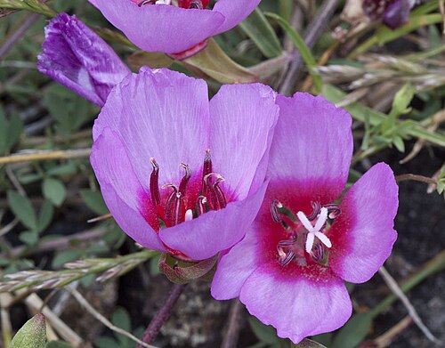 Ruby chalice clarkia: Clarkia rubicunda. Near Arroyo de la Cruz, northern San Luis Obispo Co., CA. This is the very southern end of the range of this plant.