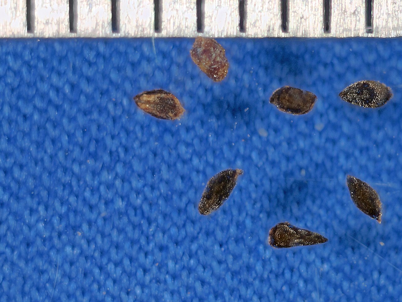 Ruby chalice clarkia: Seeds of Clarkia rubicunda collected in 2017 at Regional Parks Botanic Garden located in Tilden Regional Park near Berkeley, CA. The rule above the seeds is in