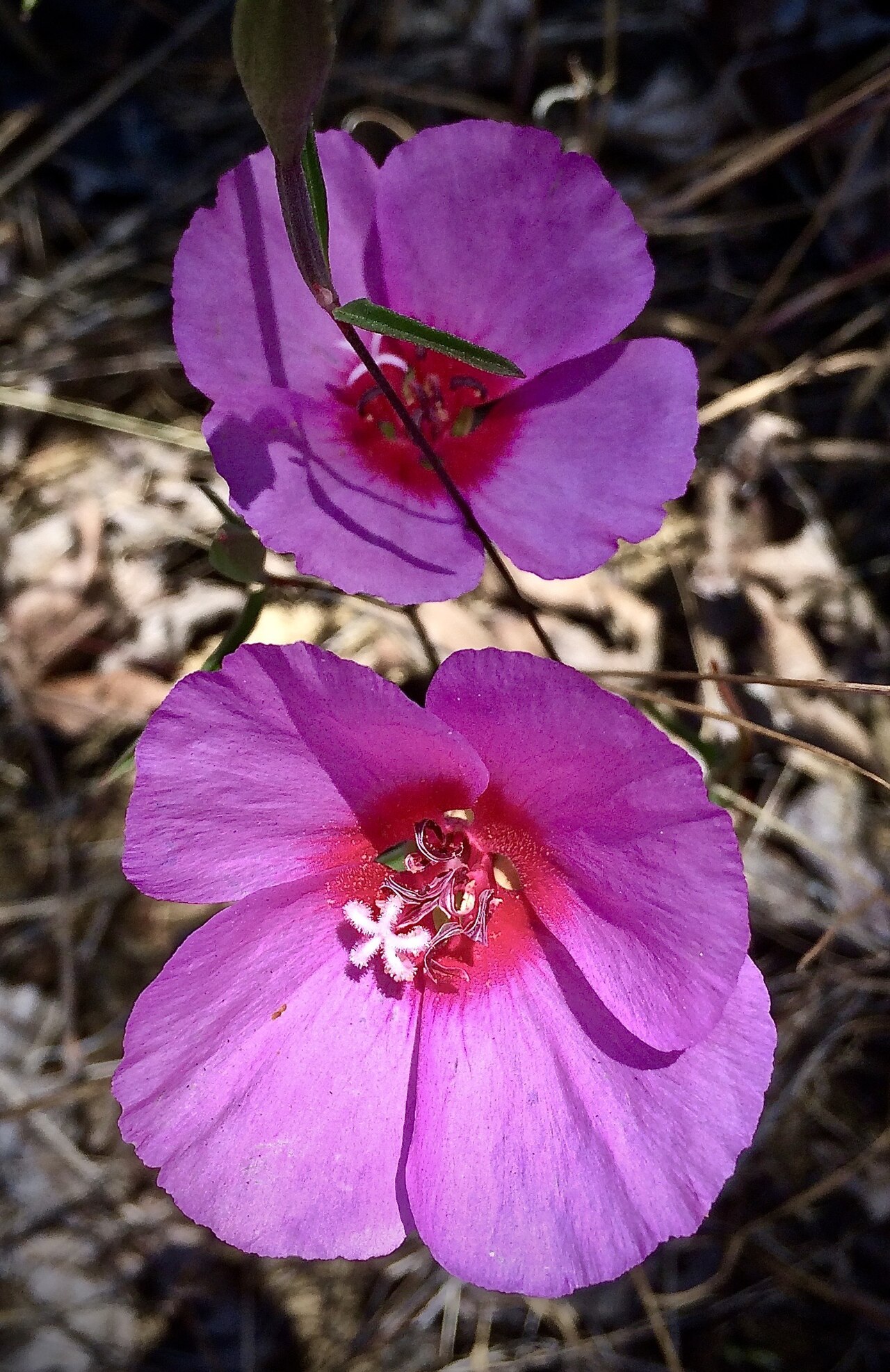 Ruby chalice clarkia: <a href=" https://en.wikipedia.org/wiki/Clarkia_rubicunda " rel="noreferrer nofollow">en.wikipedia.org/wiki/Clarkia_rubicunda</a> Roadside on Skyline Drive (CA-