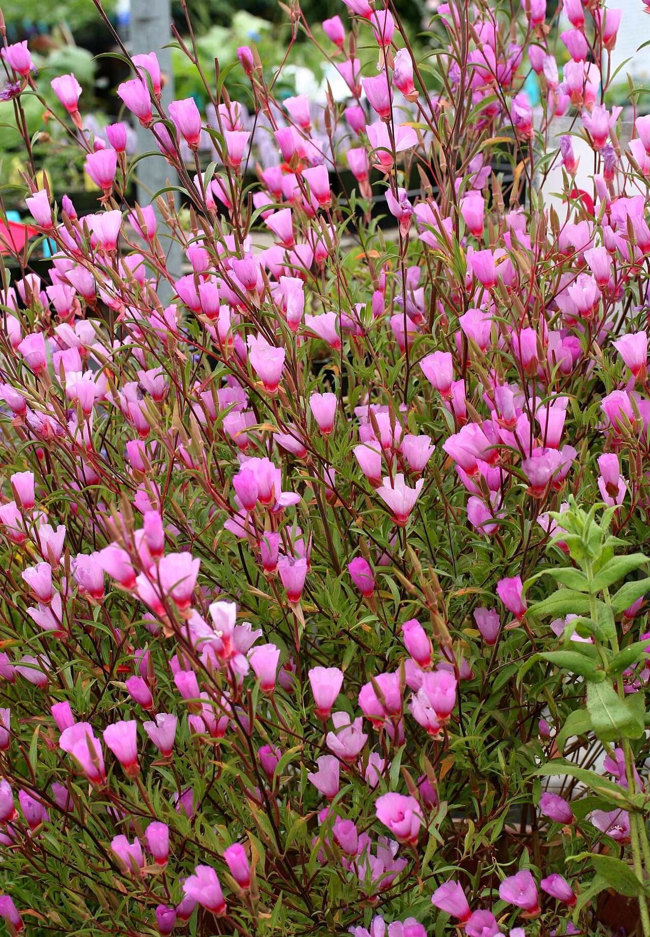 Ruby chalice clarkia: Clarkia rubicunda ssp. blasdalei