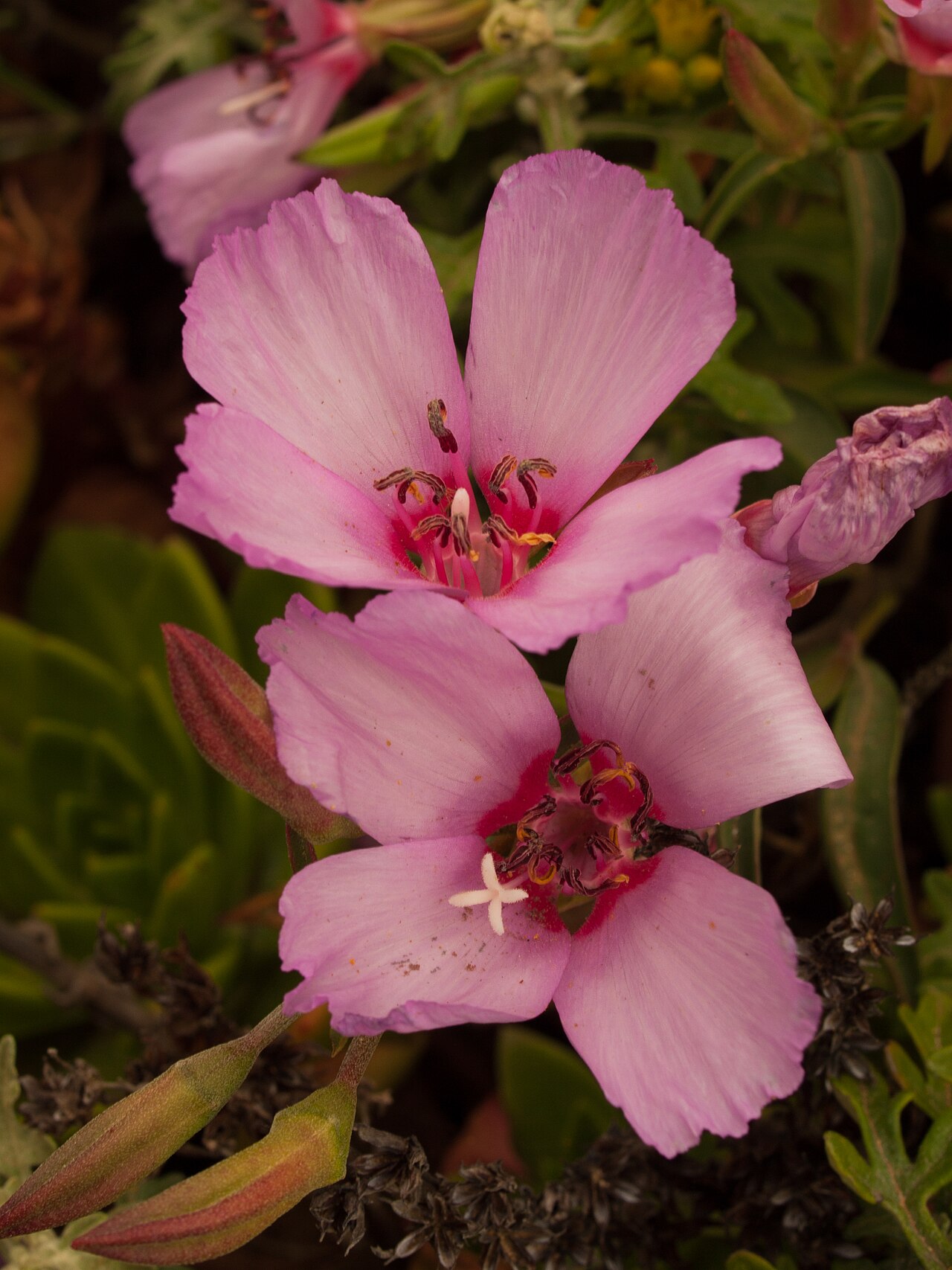 Ruby chalice clarkia: Ruby chalice clarkia (Clarkia rubicunda) Montara, CA