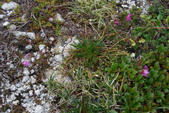 Claytonia acutifolia (Claytonia acutifolia)