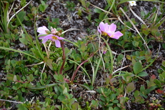 Claytonia acutifolia (Claytonia acutifolia)