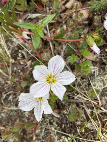 Claytonia acutifolia (Claytonia acutifolia)