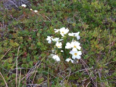 Claytonia acutifolia (Claytonia acutifolia)